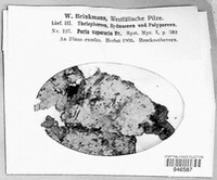 Poria vaporaria image